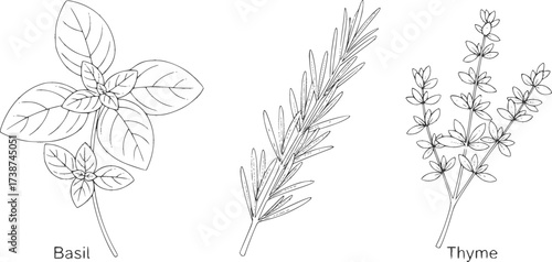 Culinary herbs outline set. Basil rosemary and thyme in botanical vector line art.
