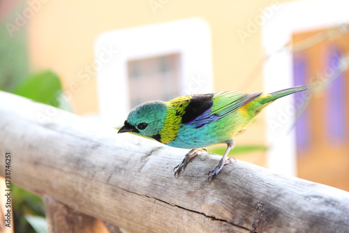 Bird
