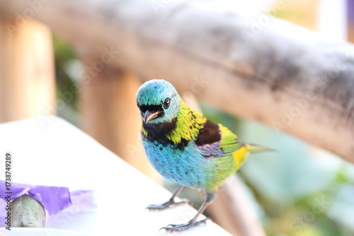 Bird