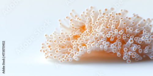 Wallpaper Mural Close-up of delicate coral showcasing intricate textures and soft hues in a minimalist composition. Torontodigital.ca