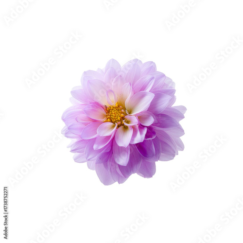 Beautiful purple flower with soft petals showcasing delicate details in a natural setting for floral design and decoration