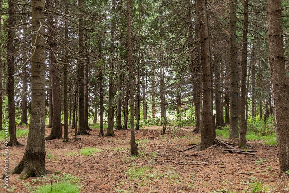 Obraz premium Beautiful Siberian taiga on a summer day. Gorgeous landscapes of the evergreen forest.