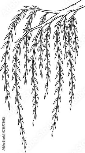 Black and White Drawing of Weeping Willow Branches with Long, Dangling Leaves vector illustration