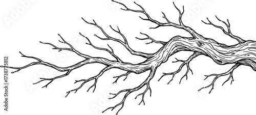 Gnarled Tree Branch with Many Twigs and Textured Bark Outline twisted wood