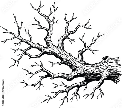 Detailed Outline of a Large Gnarled Tree Trunk with Many Branches Keywords: tree trunk, gnarled, branches, bare, winter, nature, organic, wood, texture, outline, line art, black and white