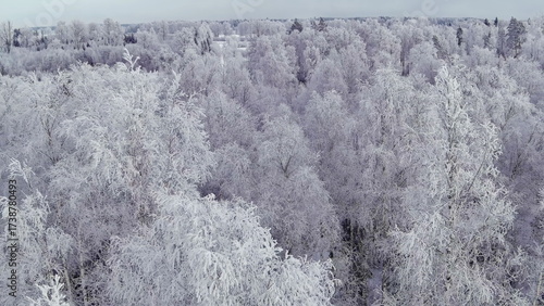 High angle view of snow covered trees in Estonia during the winter. Pretty nordic nature. Snowy forest. Cloudy weather. 