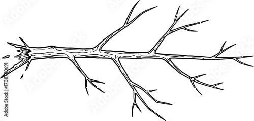 Black and White Illustration of a Jagged Tree Branch with Multiple Twigs Keywords: tree branch, broken branch, twig, wood, nature, forest, organic, natural, element, design, graphic, illustration