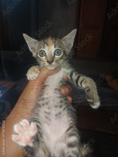 A small kitten held gently in a human hand, looking curiously at the camera with innocent eyes. This image captures the cuteness, warmth, and bond between humans and animals, perfect for pet, love, an