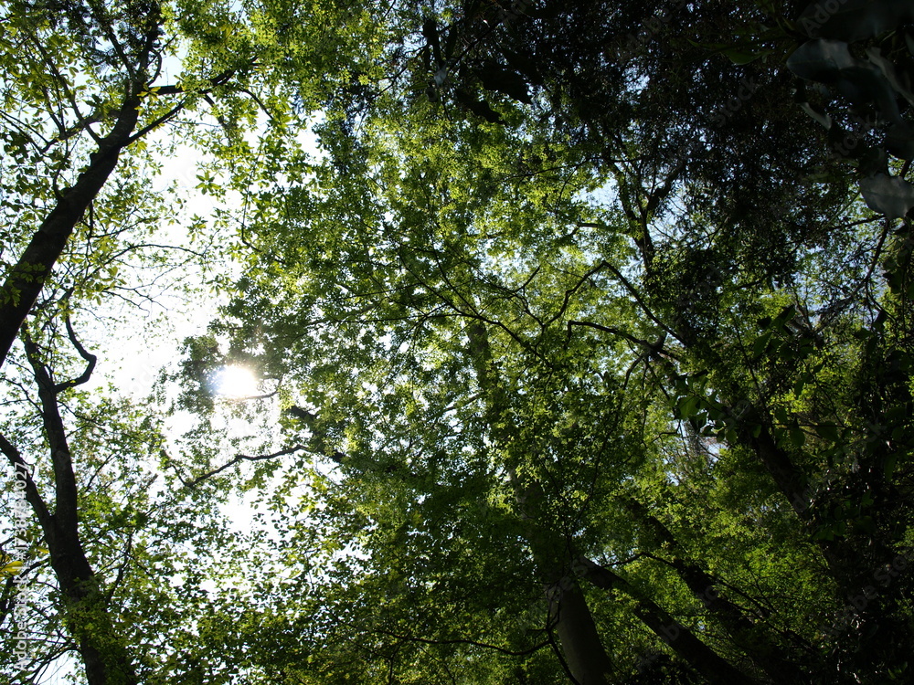Fototapeta premium leaves(葉)