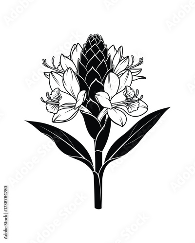Shampoo Ginger flower illustration