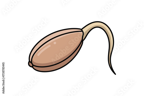 Sprouting barley grain seed