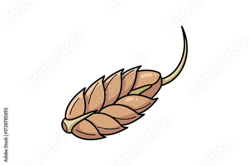 Wheat Grain Cereal Ear