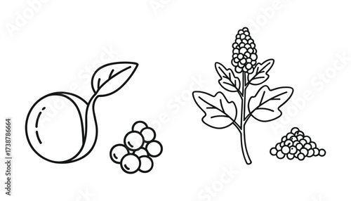 Quinoa plant and seeds vector illustration