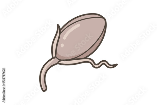 Acorn seed cartoon style illustration