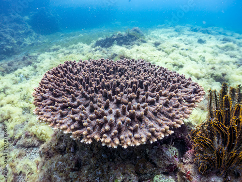 Wallpaper Mural エンタクミドリイシ, Table coral, Acropora Solitaryensis, ミドリイシ科,
ウミシダ, Feather-stars, Oxycomanthus japonicus, ウミシダ目,
ソフトコーラル, Soft Coral,
他の群れ。
静岡県伊豆半島南伊豆町中木ヒリゾ浜-2025年
 Torontodigital.ca