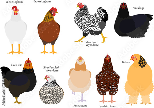 set of colorful chickens ob various breeds
