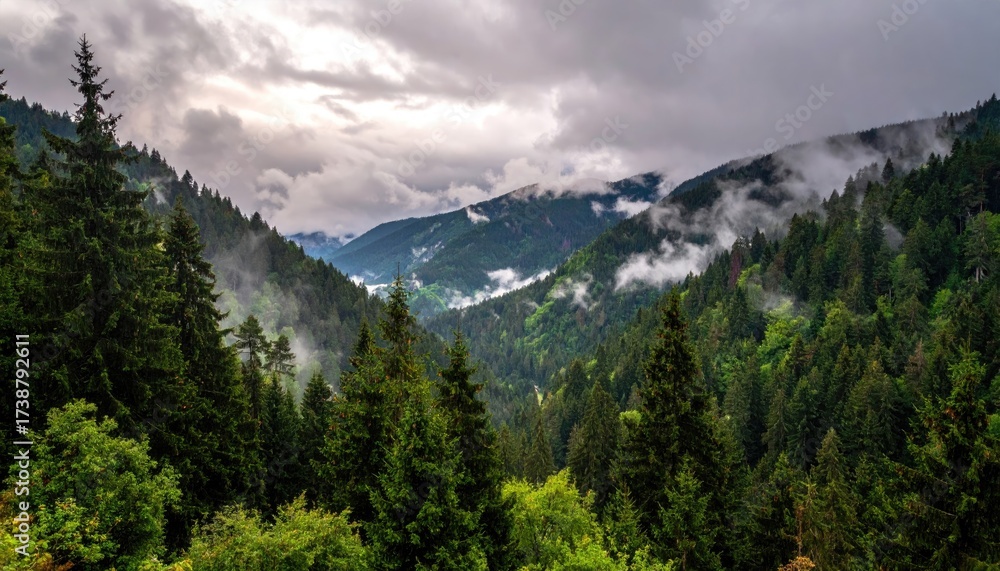 Obraz premium Misty Mountain Vista of Cloudy Peaks and Pine Trees Under Moody Skies Scenic Landscape