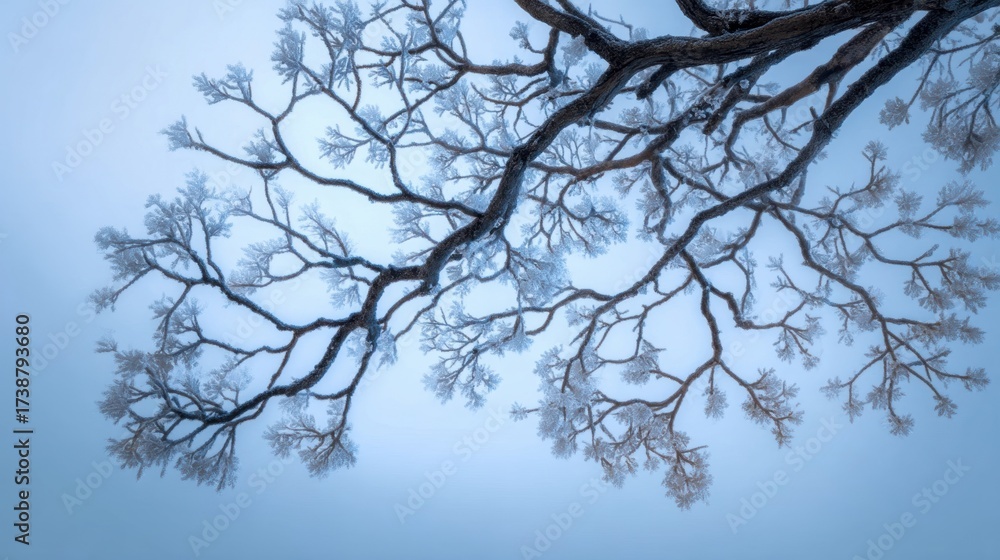 Obraz premium Natural patterns in science are beautifully displayed in frosty tree branch against soft blue winter sky creating tranquil scene