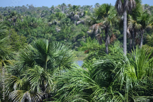 palm tree in the desert