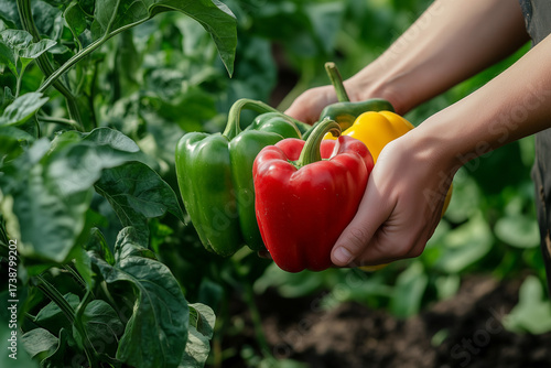 Hand picking bell pepper from lush vegetable garden. Organic farming sustainable healthy lifestyle. 