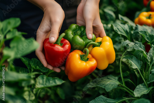 Hand picking bell pepper from lush vegetable garden. Organic farming sustainable healthy lifestyle. 