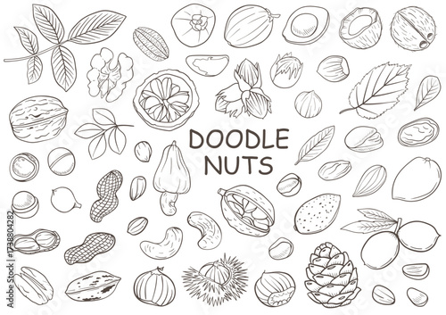 Handdrawn doodle art of various nuts and leaves