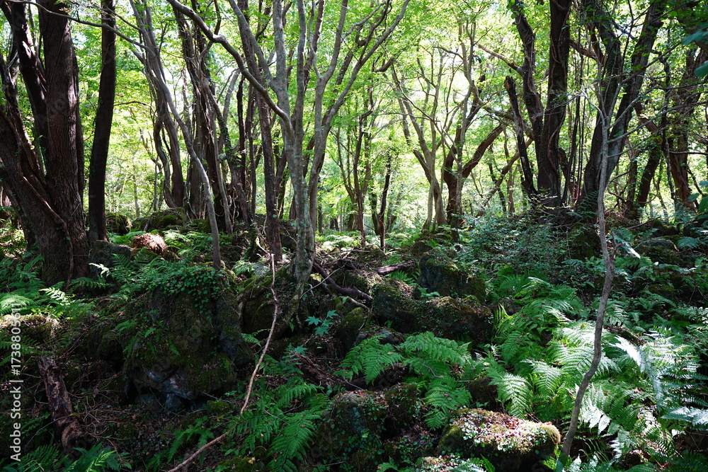 Obraz premium primeval forest with ferns and mossy rocks