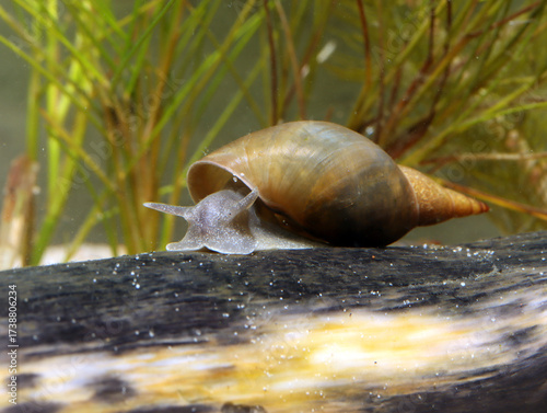 Great Pond Snail (Lymnaea stagnalis) underwater, crawling on a submerged log in a pond, macro close-up. 