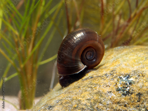 Ramshorn snail (Planorbella subcrenata) underwater, crawling on a submerged rock in a pond, macro close-up. 