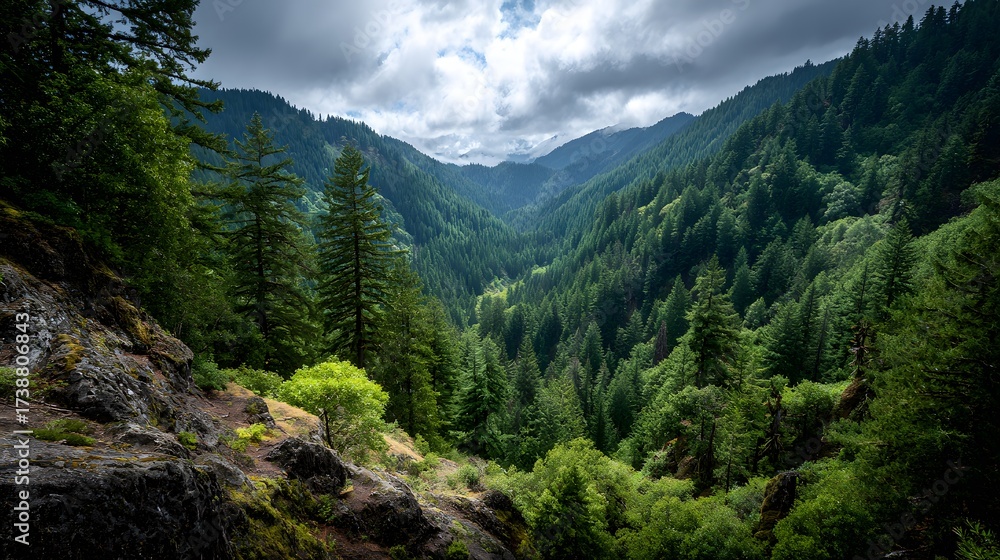 Obraz premium Lush green forest landscape with towering trees and rolling hills under a dramatic, cloudy sky.