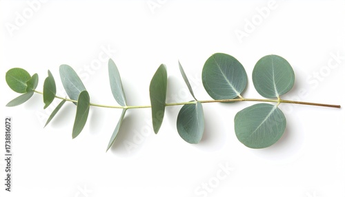Elegant eucalyptus branch on white offers a touch of nature, perfect for wellness brands, spa promotions, or natural product advertising with calming vibes