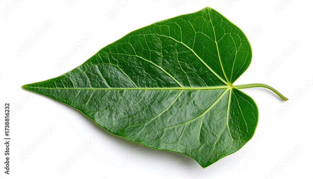 Obraz premium Stunning closeup of vibrant green ivy leaf showcasing intricate vein details and natural textures, perfect for botanical designs and environmental themes