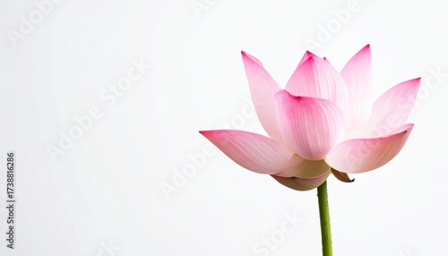 Graceful pink lotus blossom with delicate petals on a serene white background, perfect for wellness brands or spa promotions needing a touch of elegant tranquility