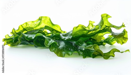 Fresh green seaweed harvested on a bright white background, perfect for culinary concepts, healthy eating, and natural food designs.