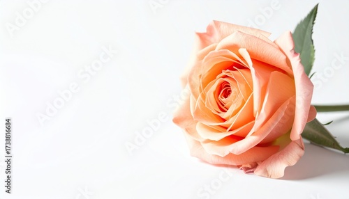Elegant peach rose on white background, perfect for romantic designs, weddings, and beauty products, evoking feelings of love and serenity