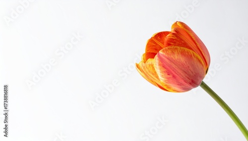 Vibrant orange and yellow tulip in full bloom against a clean white background, perfect for spring designs and floral concepts