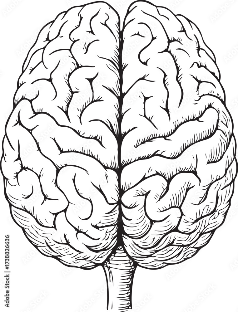 Fototapeta premium Highly detailed black and white line art illustration of a human brain in vintage anatomical engraving style