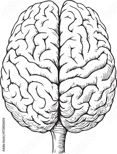 Highly detailed black and white line art illustration of a human brain in vintage anatomical engraving style