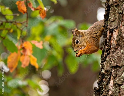 Squirrel eating nut on tree trunk