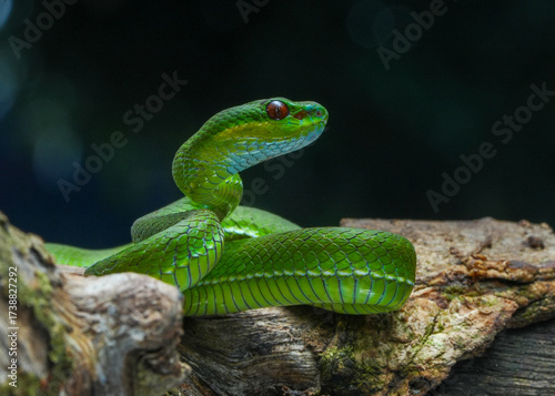 green snake in the tree