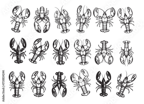 Large detailed set of Lobsters in various top-down and frontal views, perfect for seafood and restaurant designs. Food.