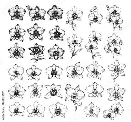 Large, exquisite collection of detailed hand-drawn Orchid flowers and flower clusters. Elegant vector set.