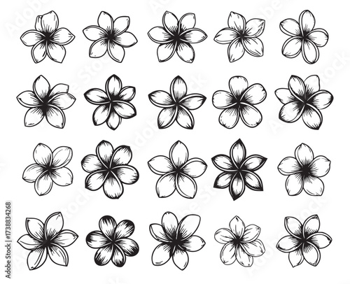 Collection of delicate Plumeria, Frangipani flowers in various styles and details. Beautiful tropical vector art.