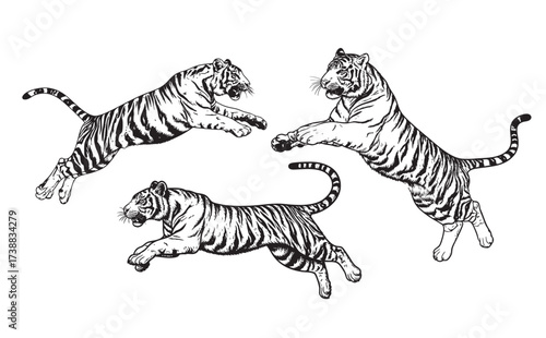 Dynamic black and white set of Tigers leaping and running in full stride, highlighting their striped coat pattern. Wild Animals.