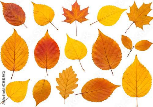 autumn leaves background, isolated on white or transparent background, PNG Format.