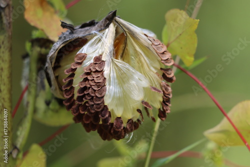 Macro closeup of common milkweed seeds in late summer