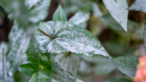 Close-Up of Variegated Leaf Turning White