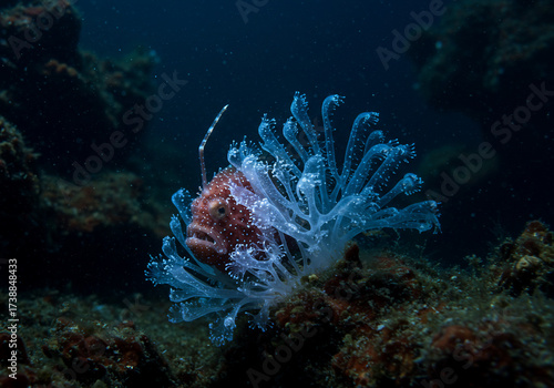 A red scorpionfish is surrounded by a translucent, jellyfish-like creature with numerous tentacles in a dark underwater environment.