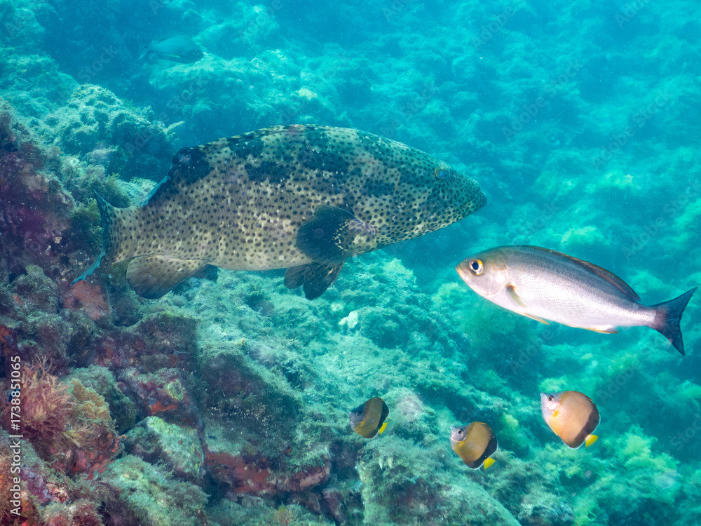 Fototapeta premium クエ, Longtooth grouper, Epinephelus bruneus, ハタ科, ウミカラマツ, Antipathes japonica, ウミカラマツ科, アカトゲトサカ, トゲトサカ, Dendronephthya, チヂミトサカ科, ウミトサカ, Alcyonacea, ウミトサカ科, ソフトコーラル, Soft Coral, 他の群れ。 静岡県伊豆半島南伊豆町中木ヒリゾ浜