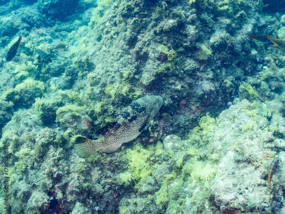 Fototapeta premium クエ, Longtooth grouper, Epinephelus bruneus, ハタ科, ウミカラマツ, Antipathes japonica, ウミカラマツ科, アカトゲトサカ, トゲトサカ, Dendronephthya, チヂミトサカ科, ウミトサカ, Alcyonacea, ウミトサカ科, ソフトコーラル, Soft Coral, 他の群れ。 静岡県伊豆半島南伊豆町中木ヒリゾ浜